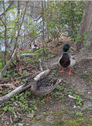 a view of a backyard of the house