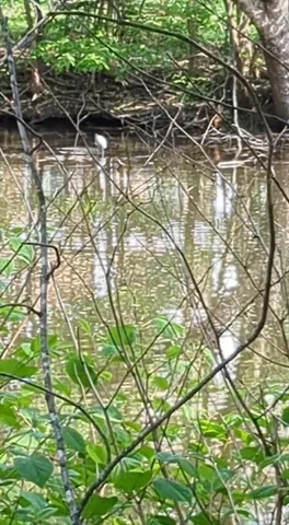 a backyard of a house with lots of green space and a lake view