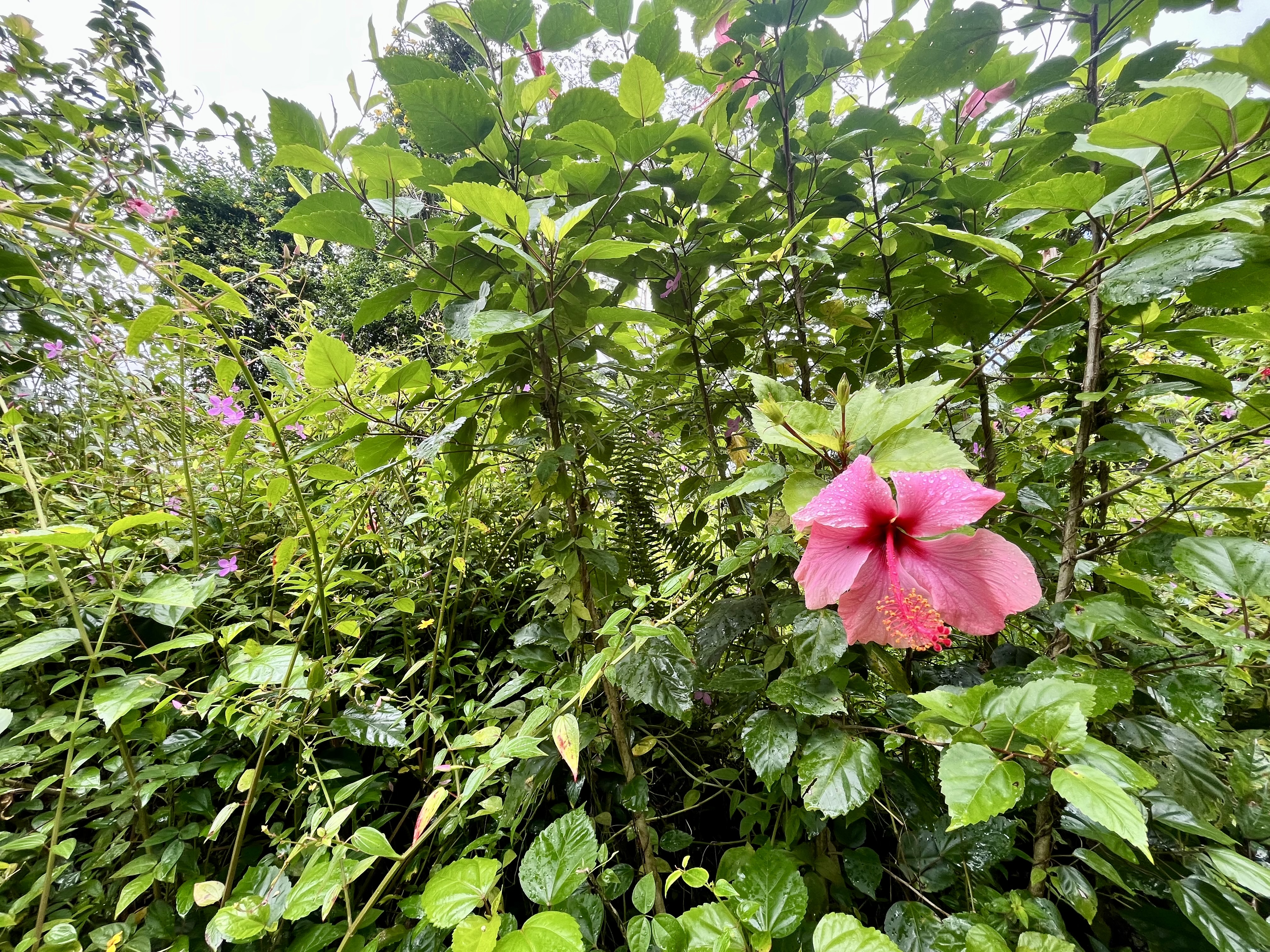 146 Lehua Road Pahoa, HI 96778 - Photo 3 of 6 a view of a flower in a tree