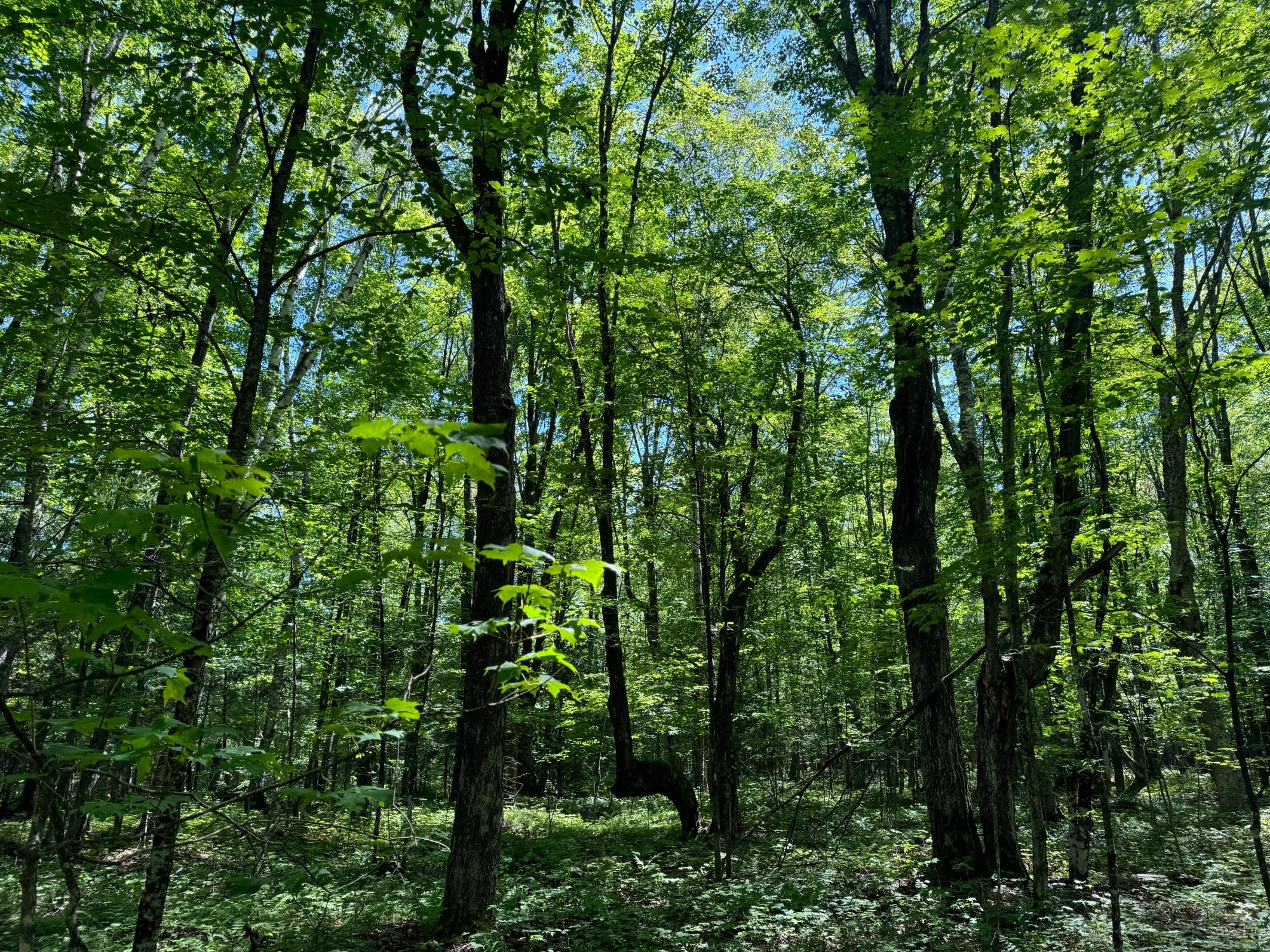 On Howling Trail Road Lac du Flambeau, WI 54538 - Photo 8 of 10 Gallery Image 8