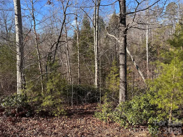 a view of a yard with plants and trees