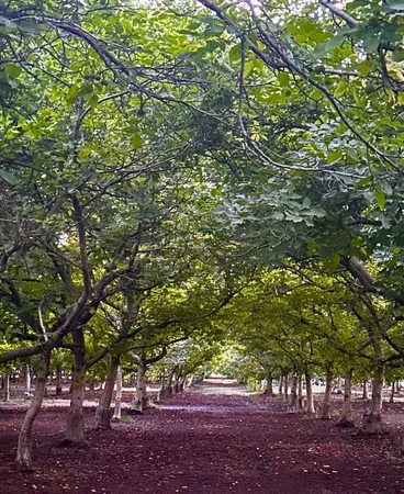 a view of a trees with a tree