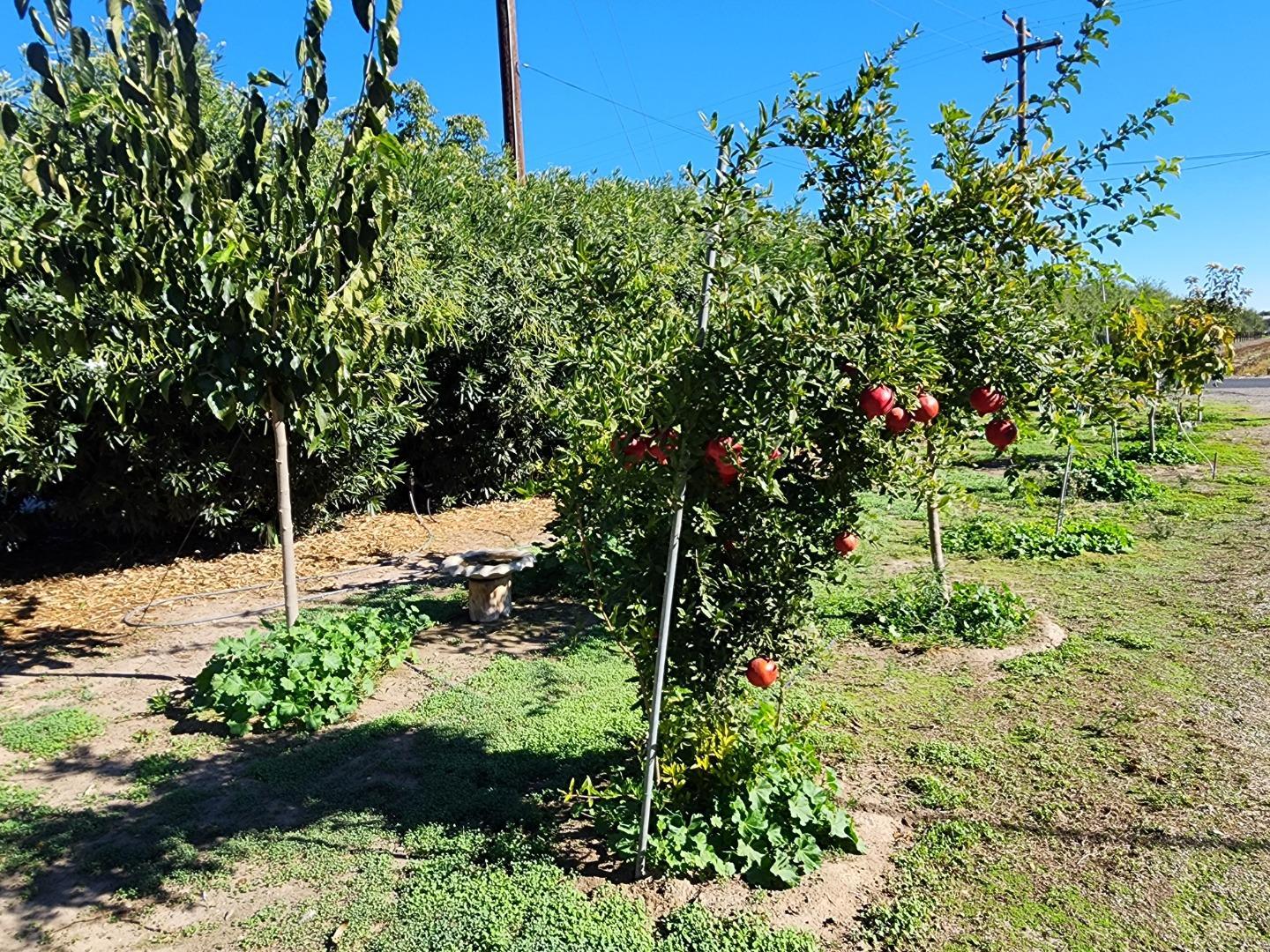3719 North Hart Road Modesto, CA 95358 - Photo 29 of 43 a view of a garden with a tree