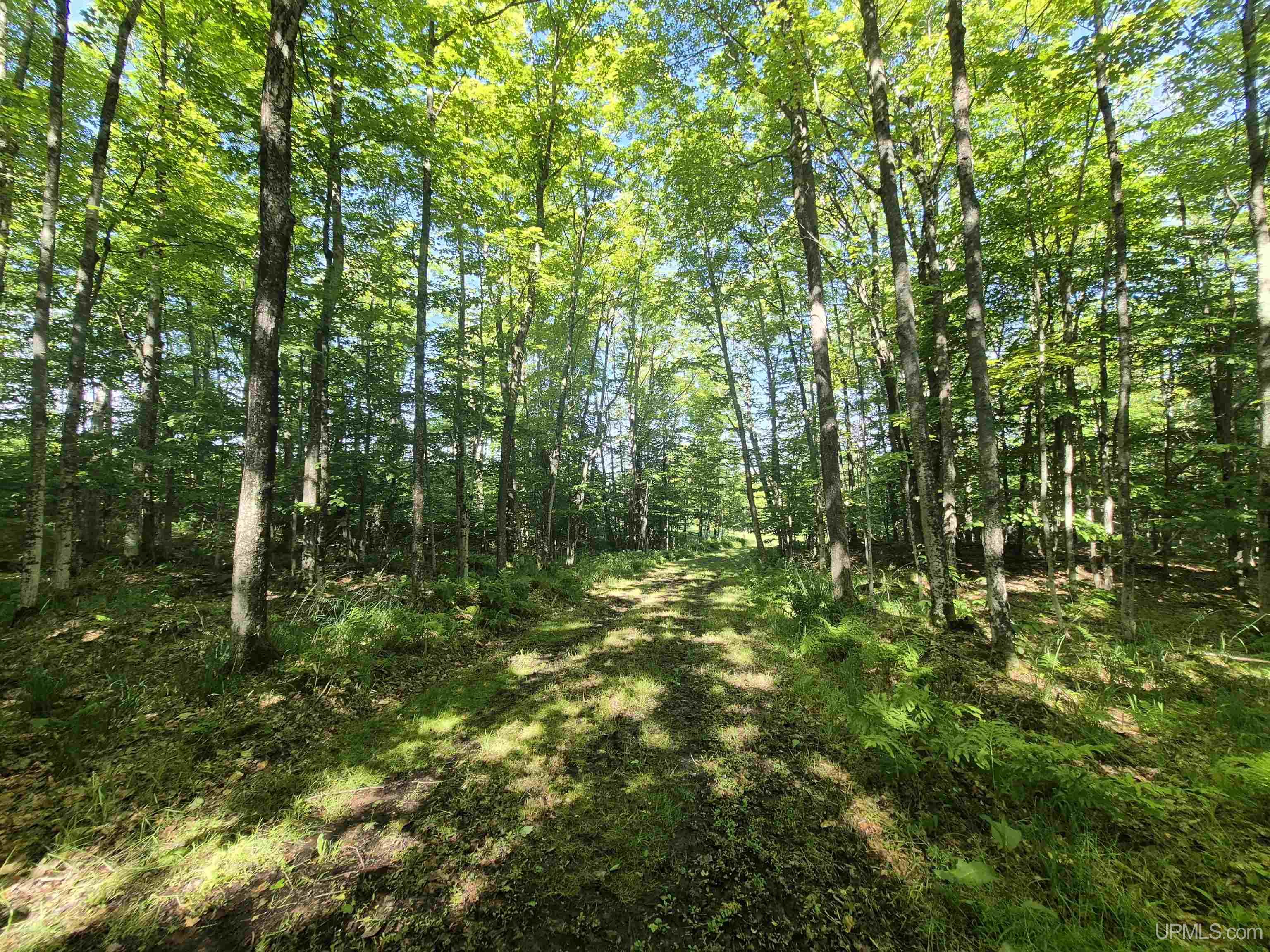 8-acres Nestor Road Munising, MI 49862 - Photo 37 of 43