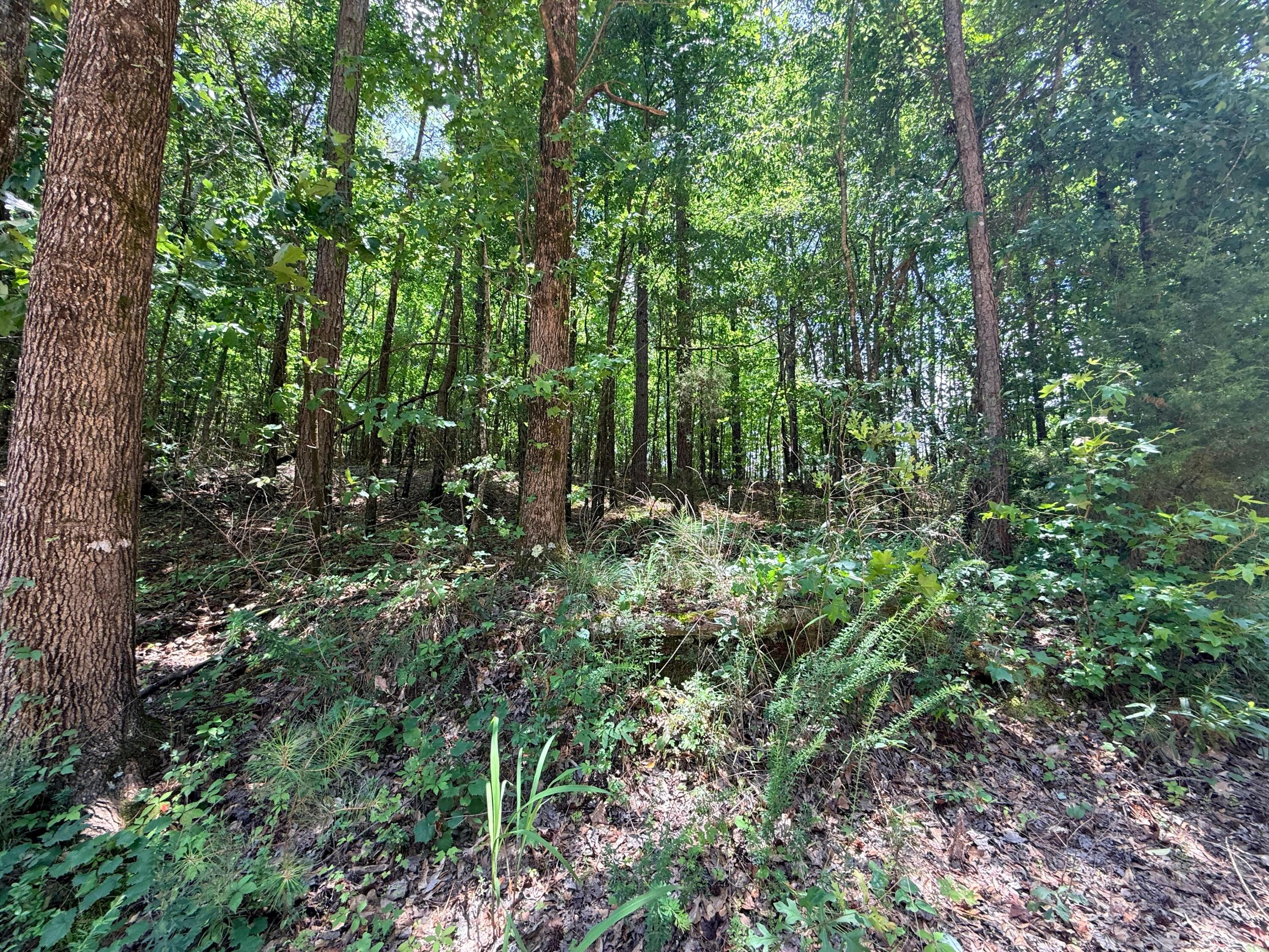 49 County Road Beaverton, AL 35544 - Photo 6 of 9 Gallery Image 6