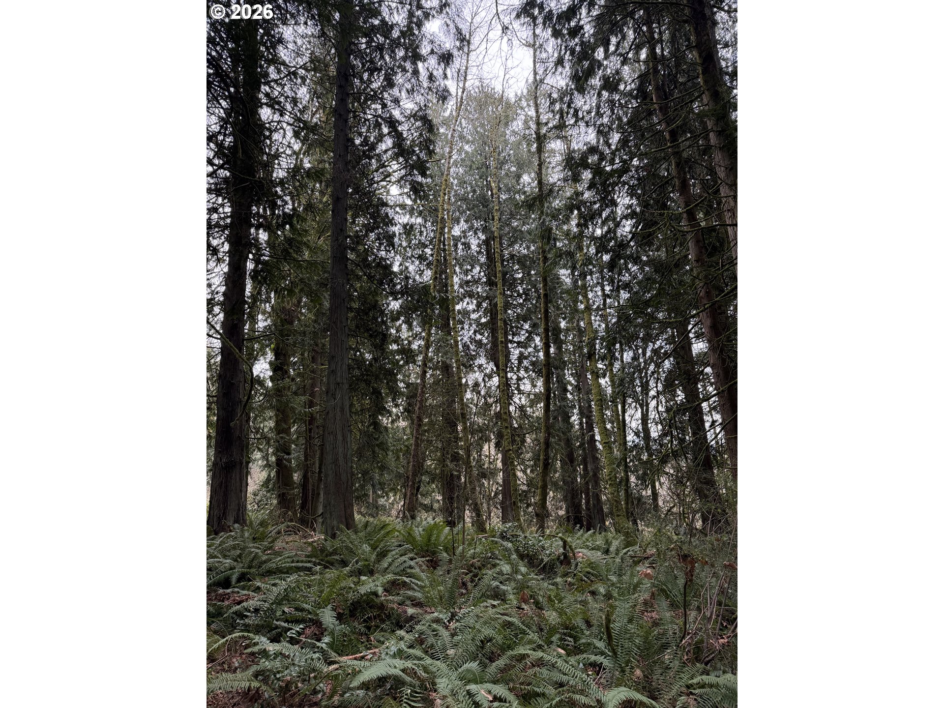 Meserve Road Rainier, OR 97048 - Photo 6 of 16