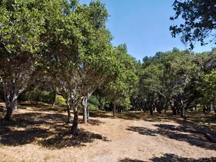 a view of a tree with a yard