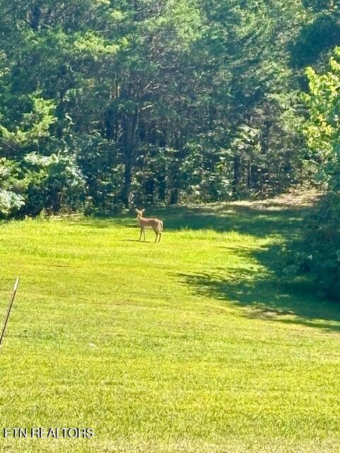 669 Choptack Road Rogersville, TN 37857 - Photo 14 of 39 IMG_3833