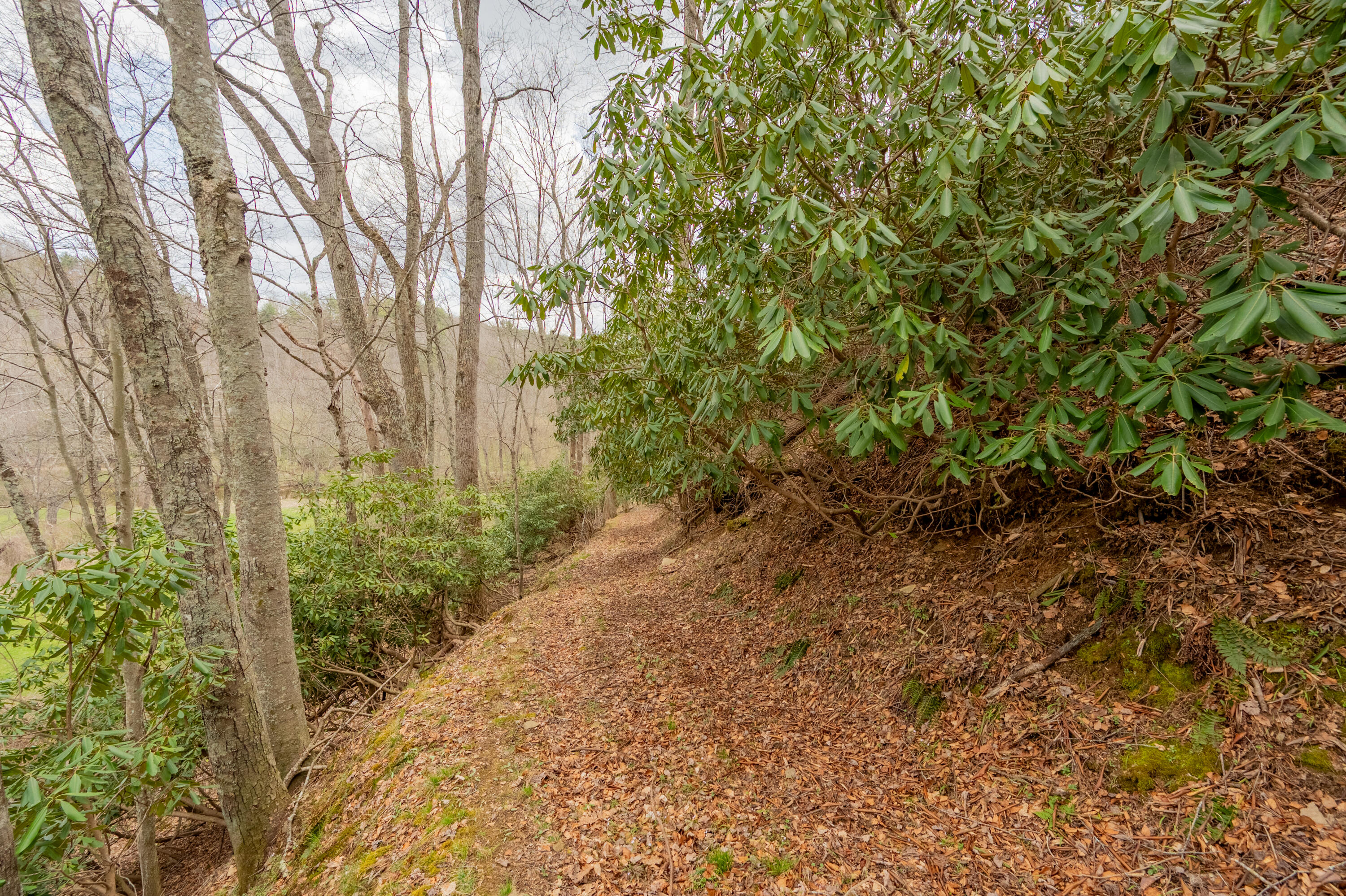 183 Pine Mountain Road Northeast Floyd, VA 24091 - Photo 50 of 54 a backyard of a house with plants and trees