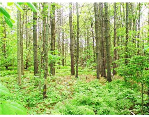 Lot 3 East Pond Road Smithfield, ME 04978 - Photo 4 of 13 Land/Lot. A section of hardwoods
