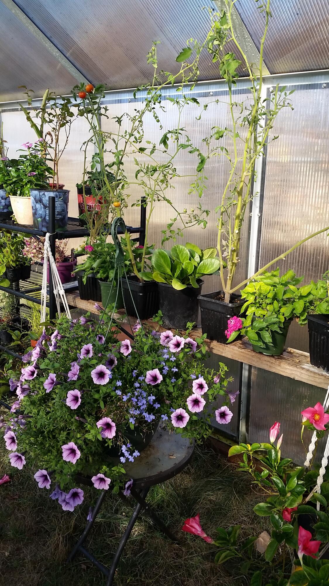 36060 Modoc Point Road Chiloquin, OR 97624 - Photo 49 of 89 Petunia_Mandavilla