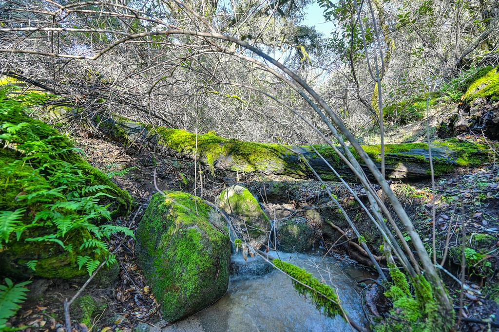4656 Cosumnes View Trail Placerville, CA 95667 - Photo 40 of 58 a view of a garden