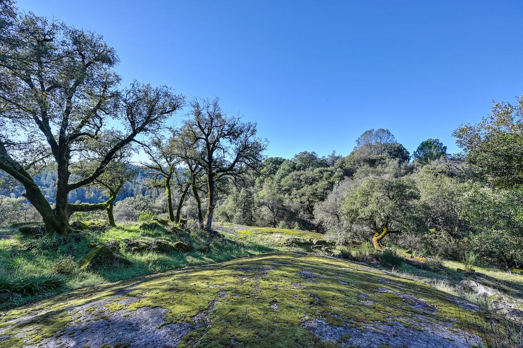 4656 Cosumnes View Trail Placerville, CA 95667 - Photo 44 of 58 a view of a yard with a tree