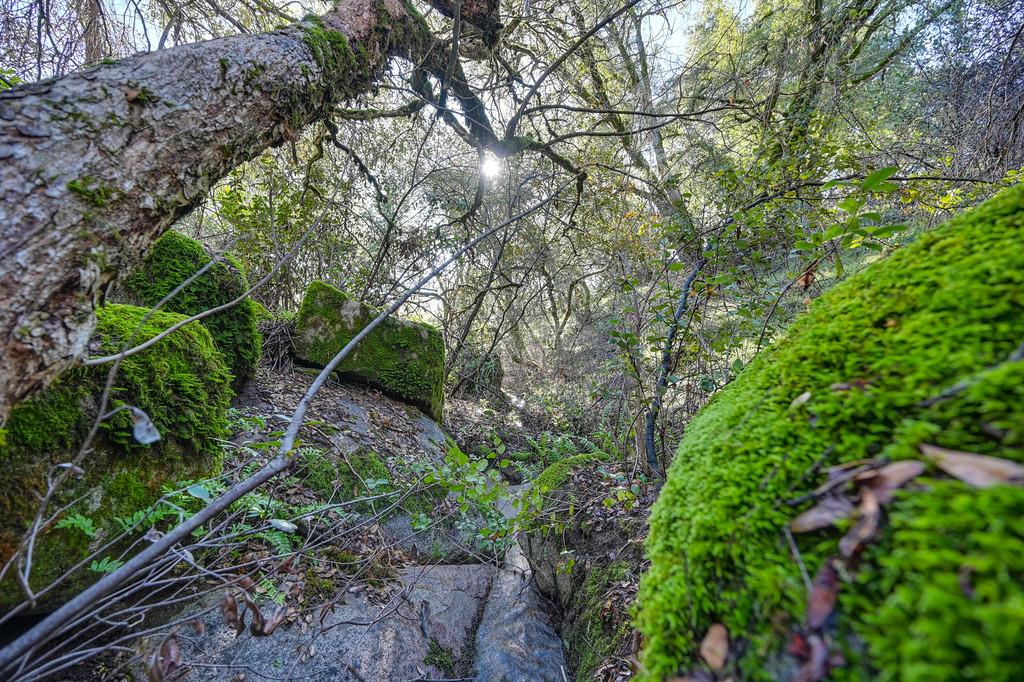 4656 Cosumnes View Trail Placerville, CA 95667 - Photo 53 of 58 a backyard of a house with lots of green space