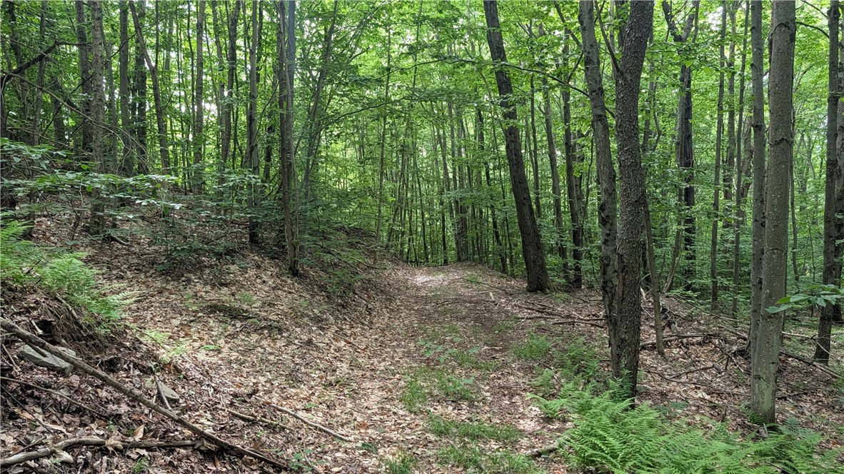 201 Sunrise Mountain Road Kortright, NY 13739 - Photo 47 of 49 Main trail into eastern portion of land - enter fr