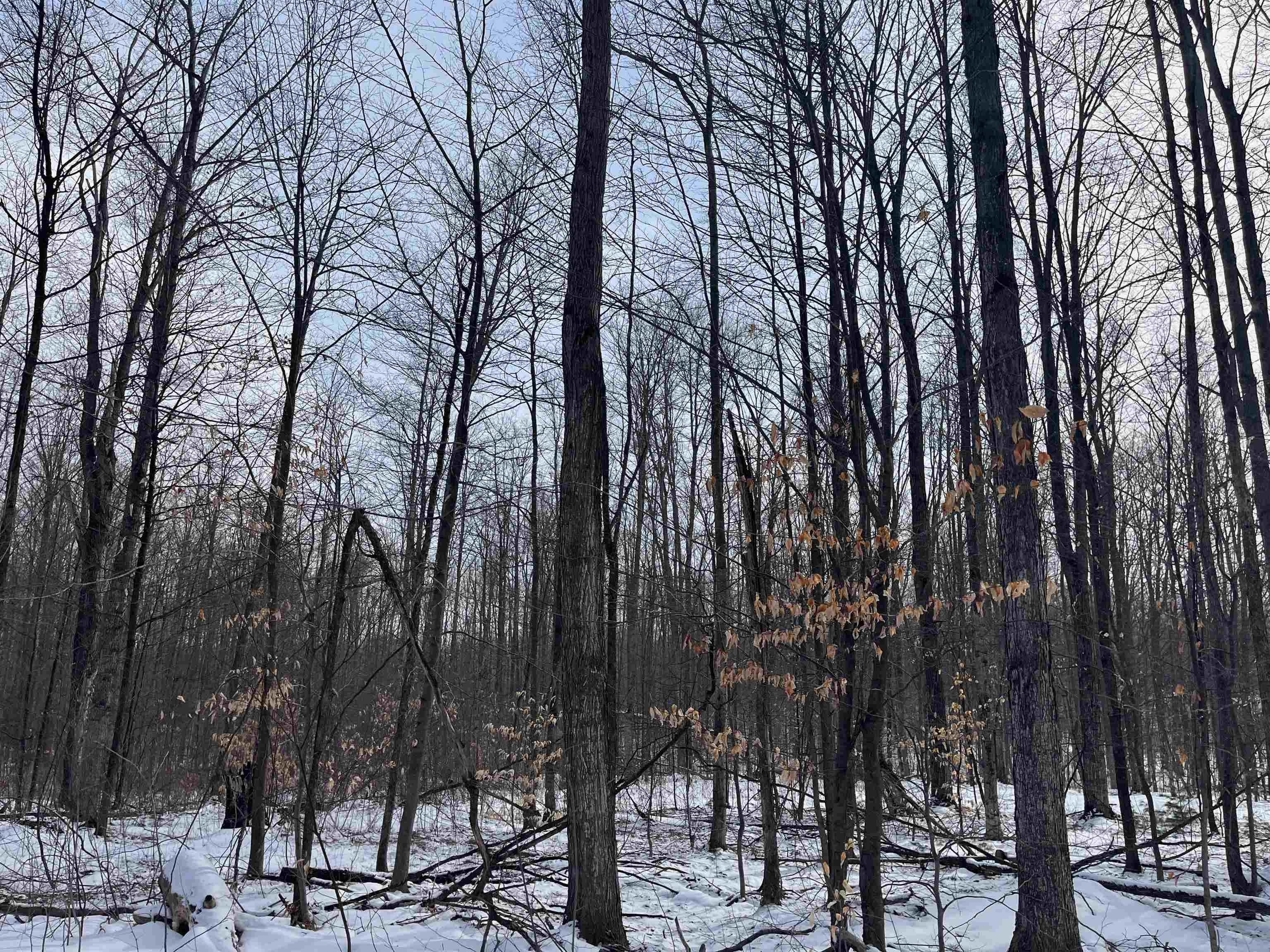 2 King Road, Unit LOT: 2 Benzonia, MI 49616 - Photo 13 of 14