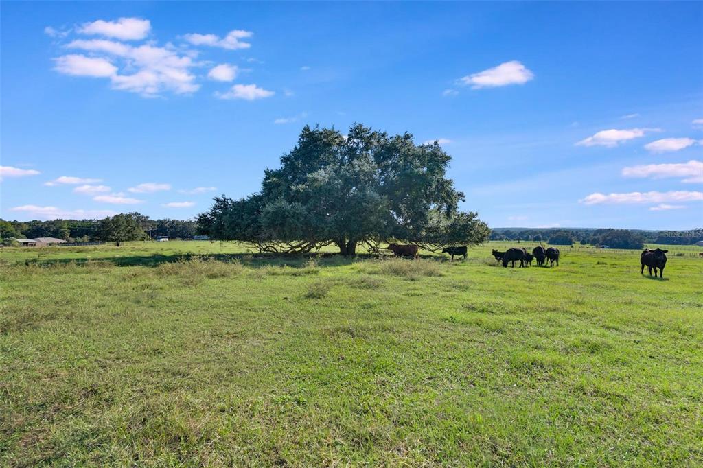 Southeast 156th Place Road Weirsdale, FL 32195 - Photo 13 of 17 a view of an outdoor space and yard