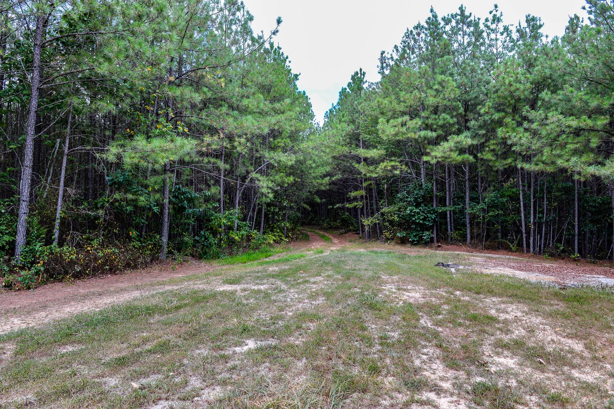 0 Brush Creek Road Linden, TN 37096 - Photo 6 of 22 a view of outdoor space with trees all around