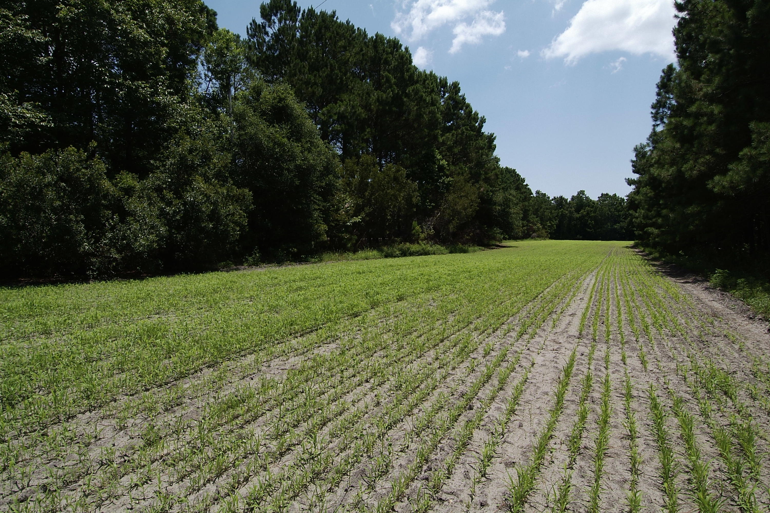 4436 Wando Farms Road Mount Pleasant, SC 29429 - Photo 59 of 66 72