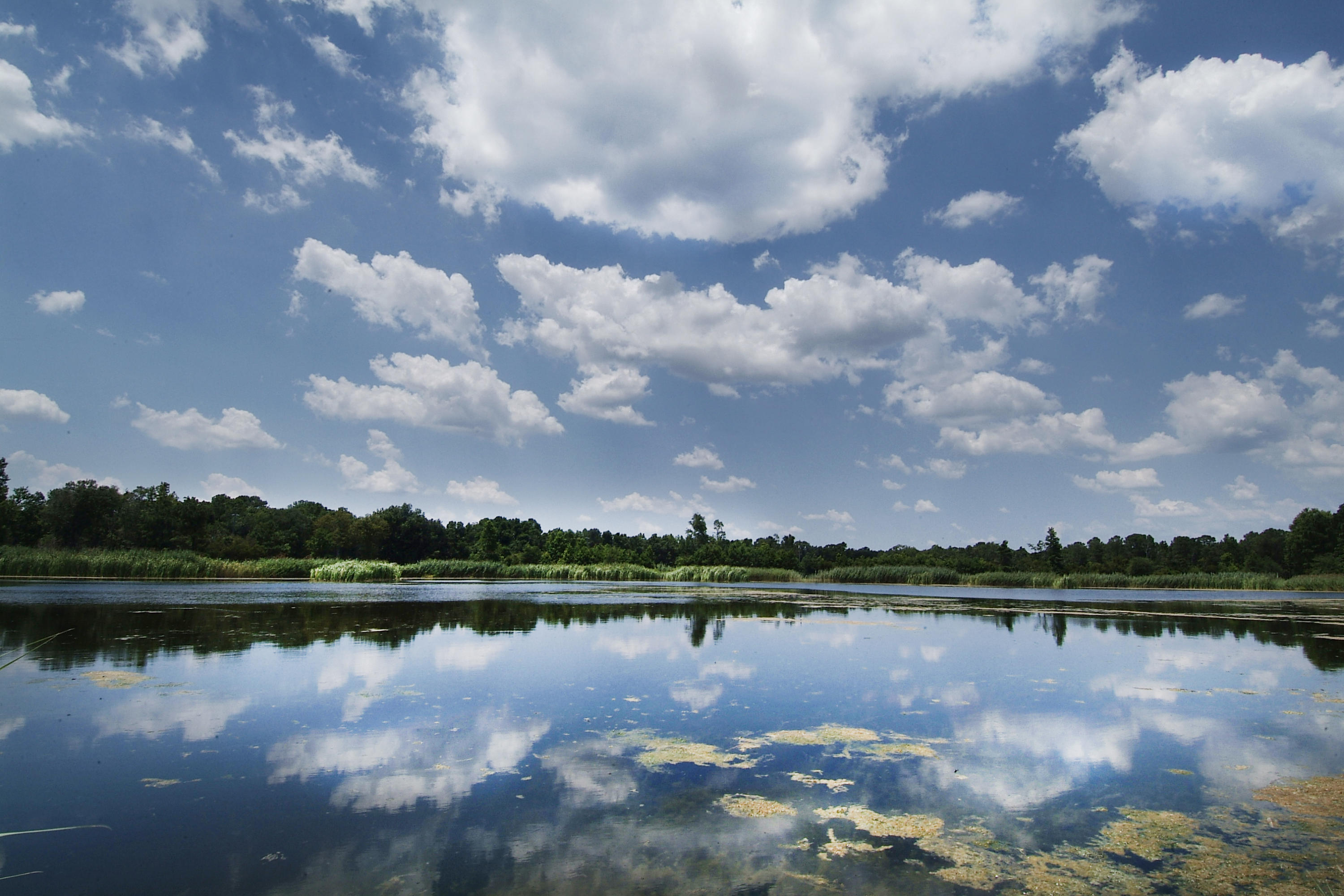 4436 Wando Farms Road Mount Pleasant, SC 29429 - Photo 60 of 66 73