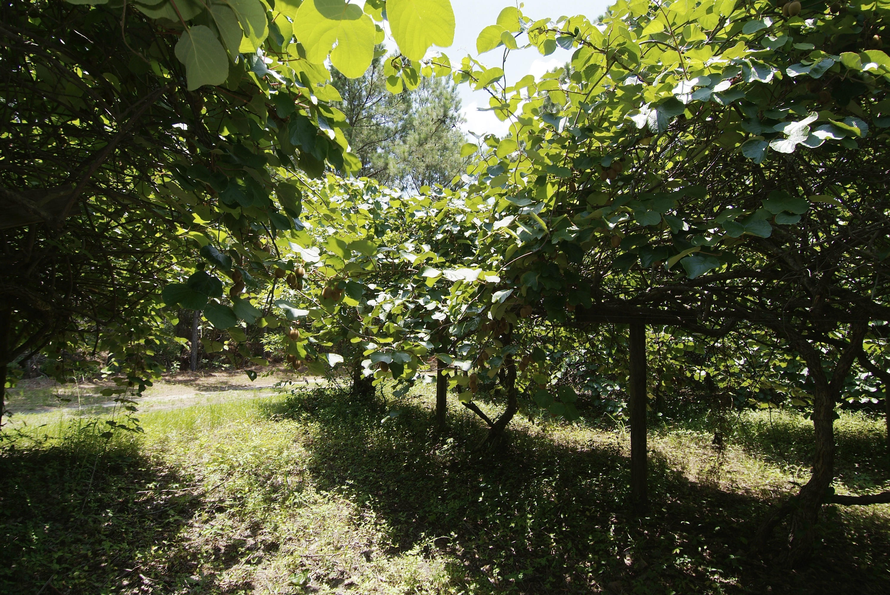4436 Wando Farms Road Mount Pleasant, SC 29429 - Photo 61 of 66 74