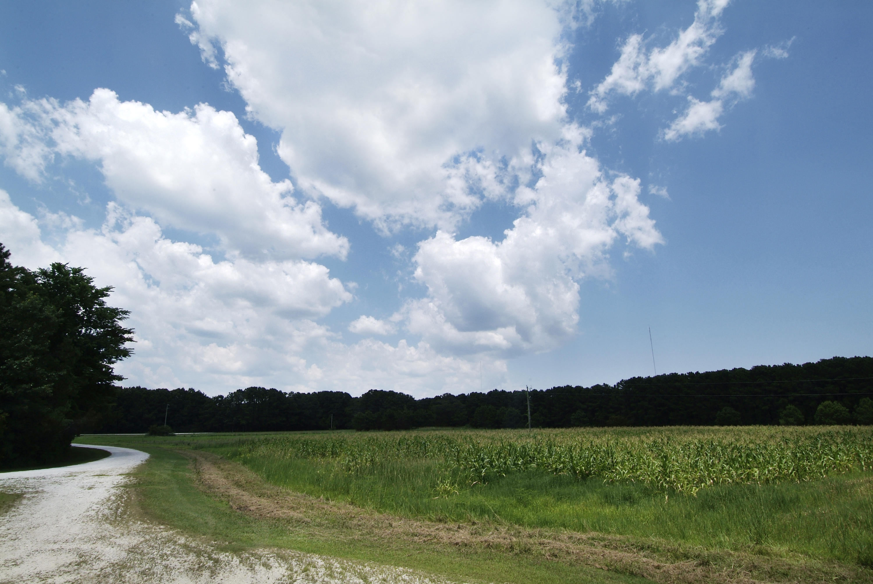 4436 Wando Farms Road Mount Pleasant, SC 29429 - Photo 62 of 66 75
