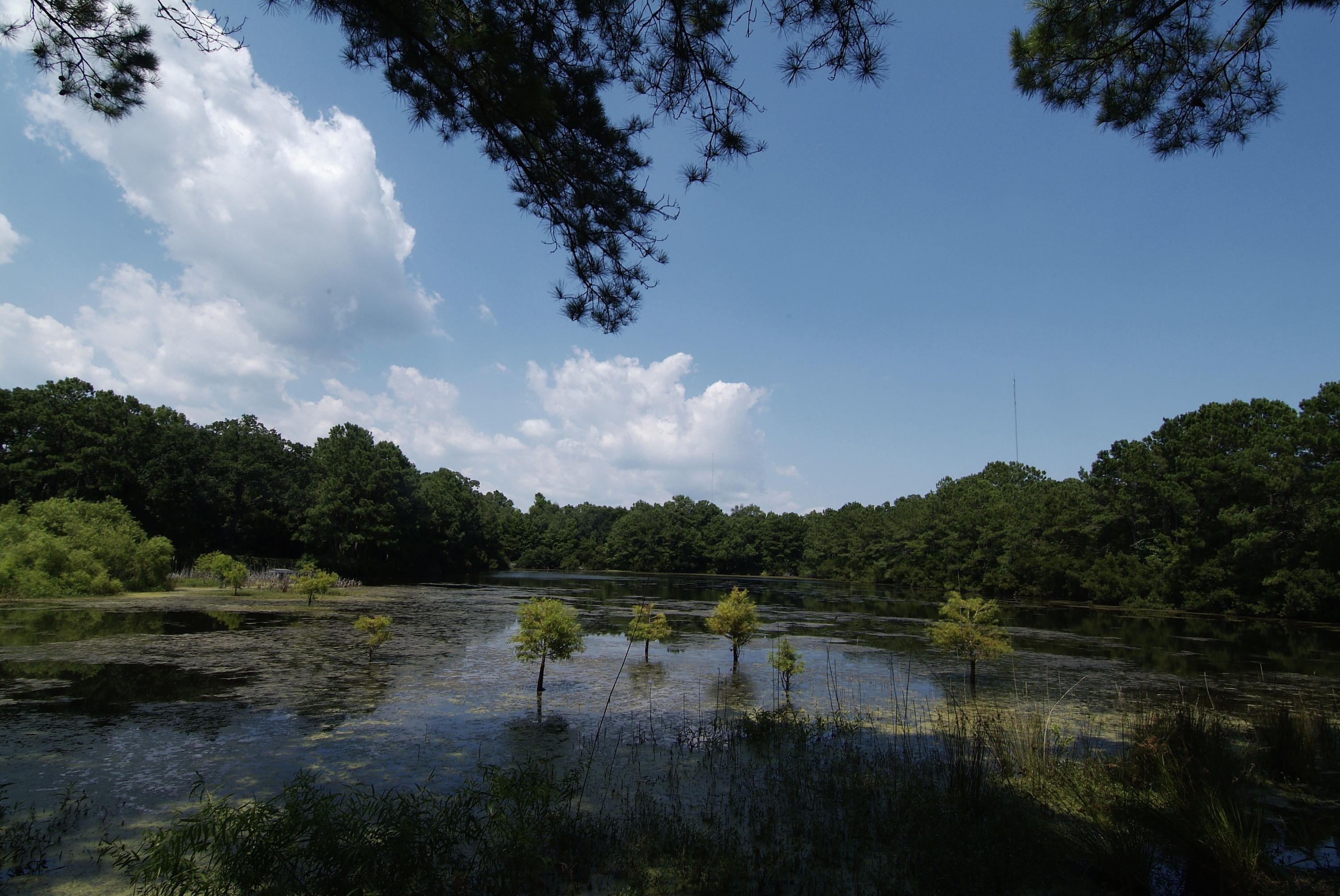 4436 Wando Farms Road Mount Pleasant, SC 29429 - Photo 63 of 66 76