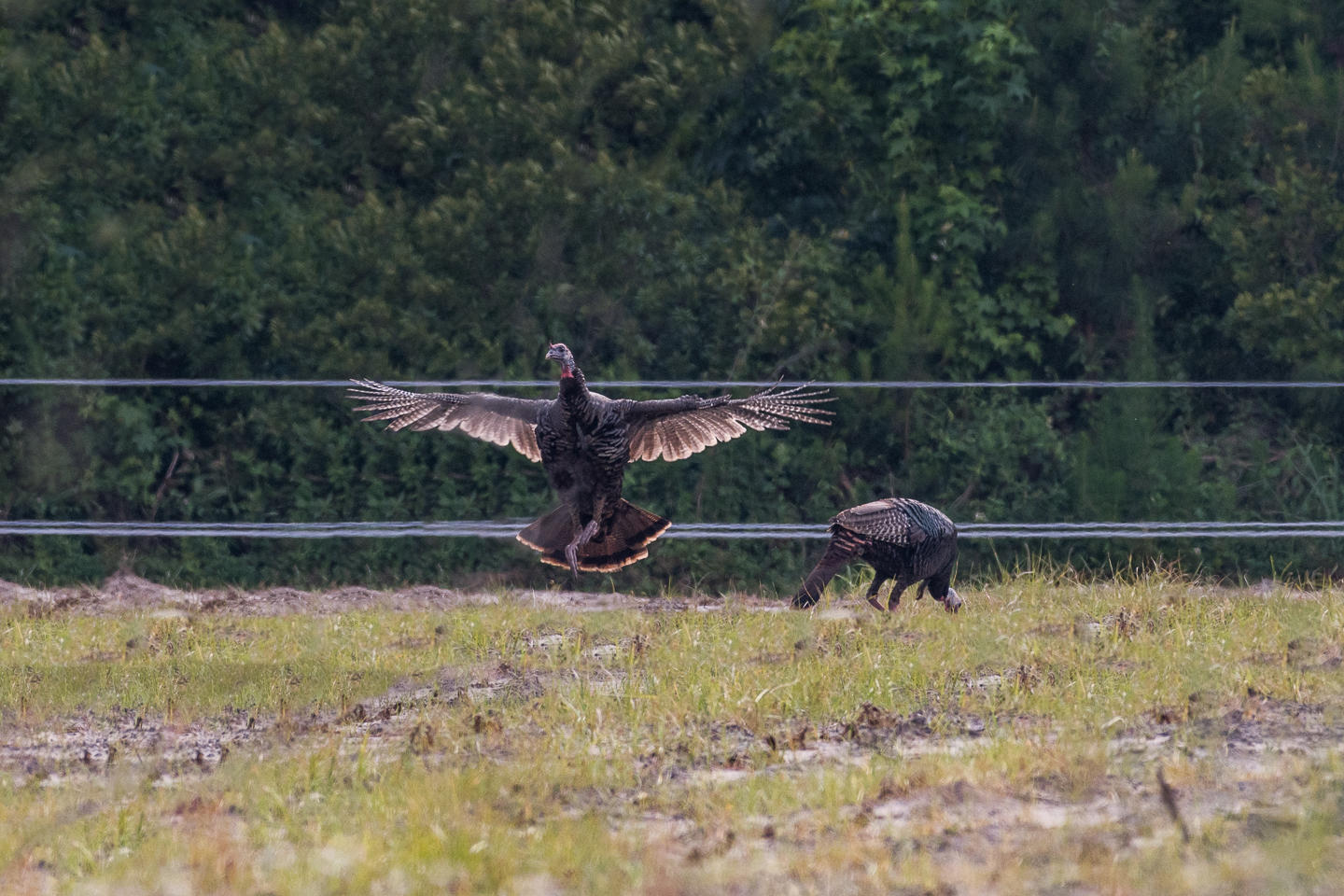 4436 Wando Farms Road Mount Pleasant, SC 29429 - Photo 66 of 66 WandoFarmsPhotos-14