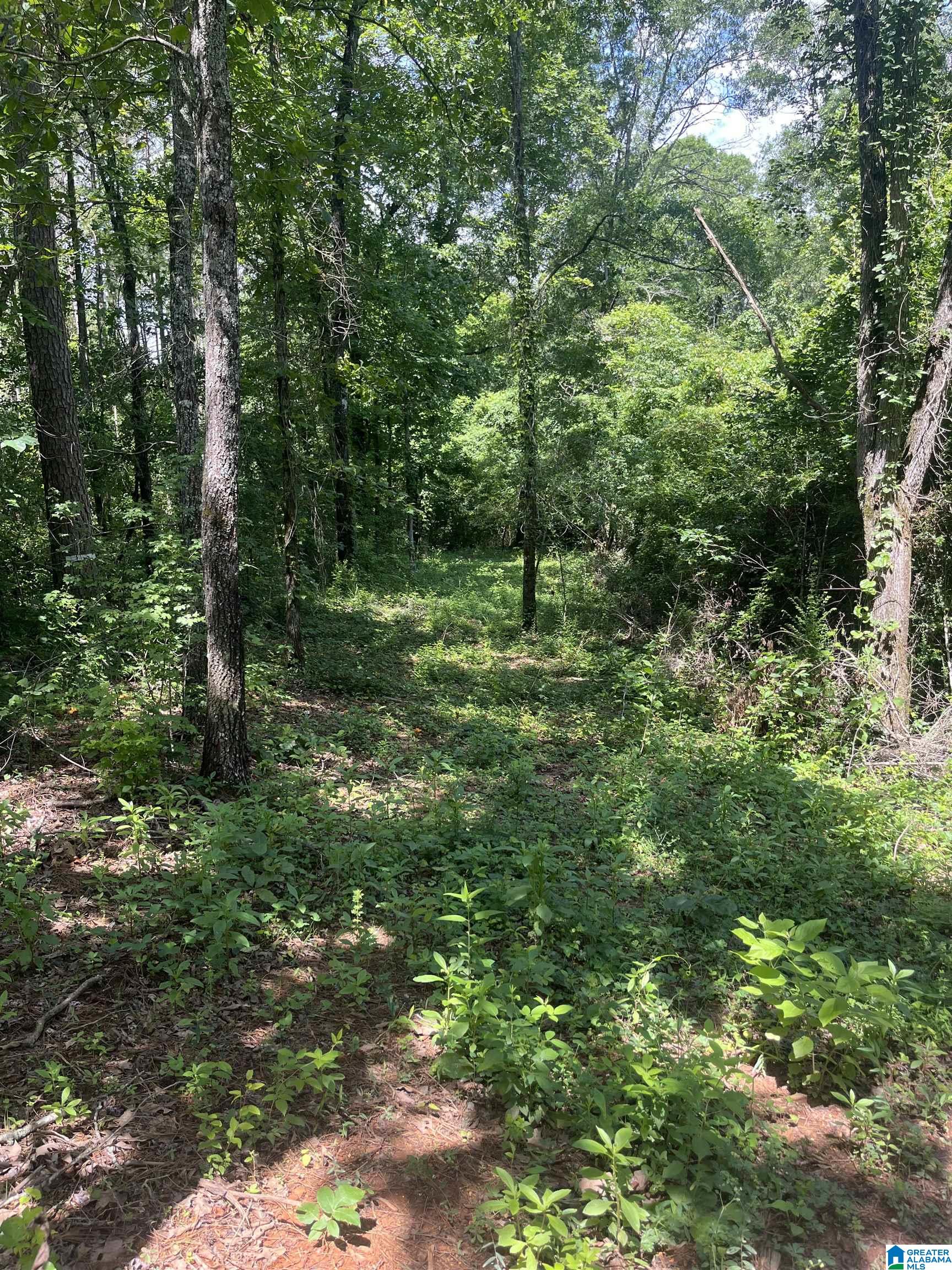 385 Carr Road Alpine, AL 35014 - Photo 1 of 7