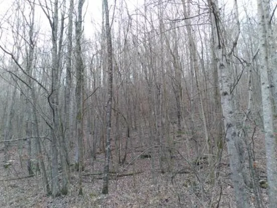 a close up of a plant in a yard