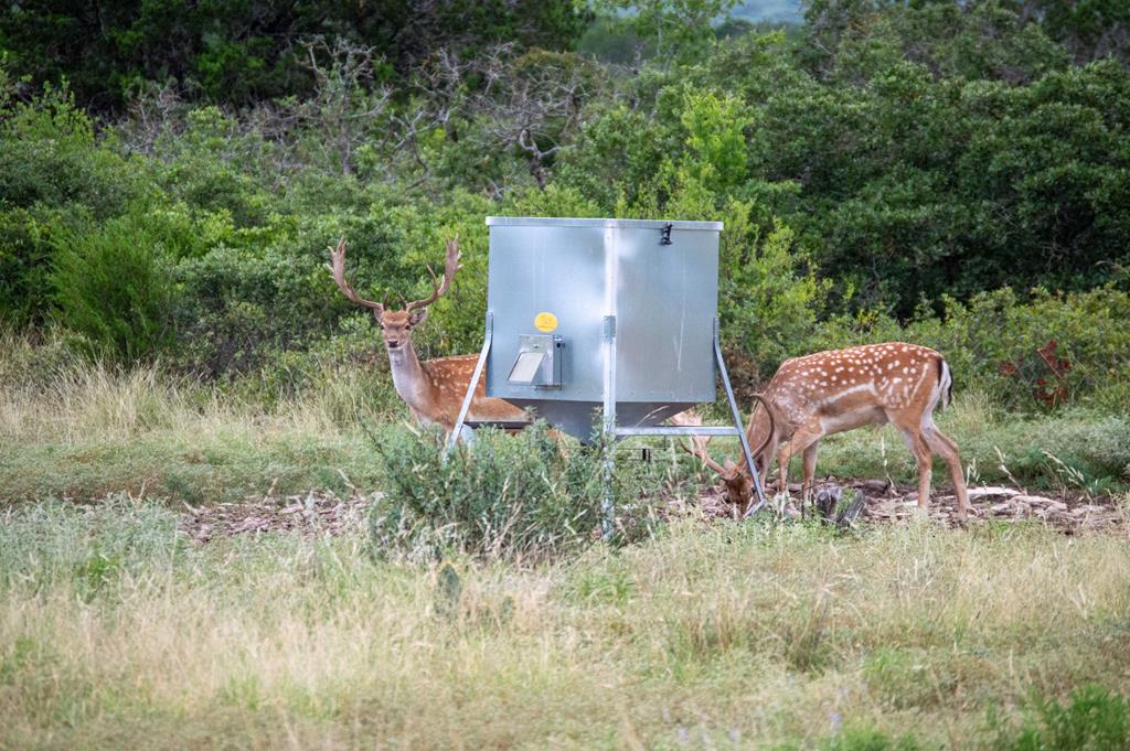 a backyard of a house with a yard and trees