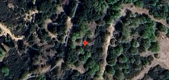 a close up of a tree