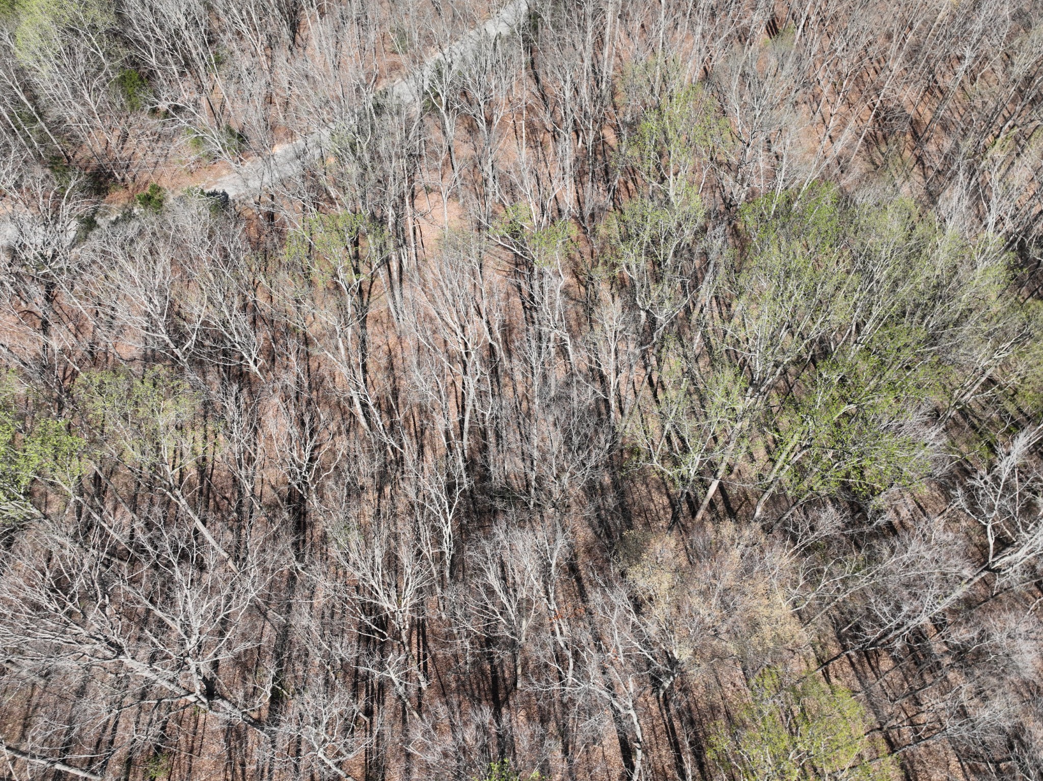 0 Logger Lane Cedar Grove, TN 38321 - Photo 5 of 9