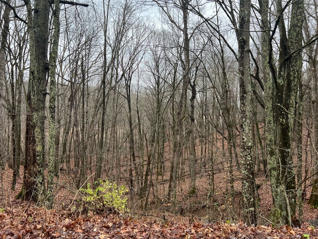 0 Wildcat Hill Road Ireland, WV 26376 - Photo 6 of 36 Gallery Image 6