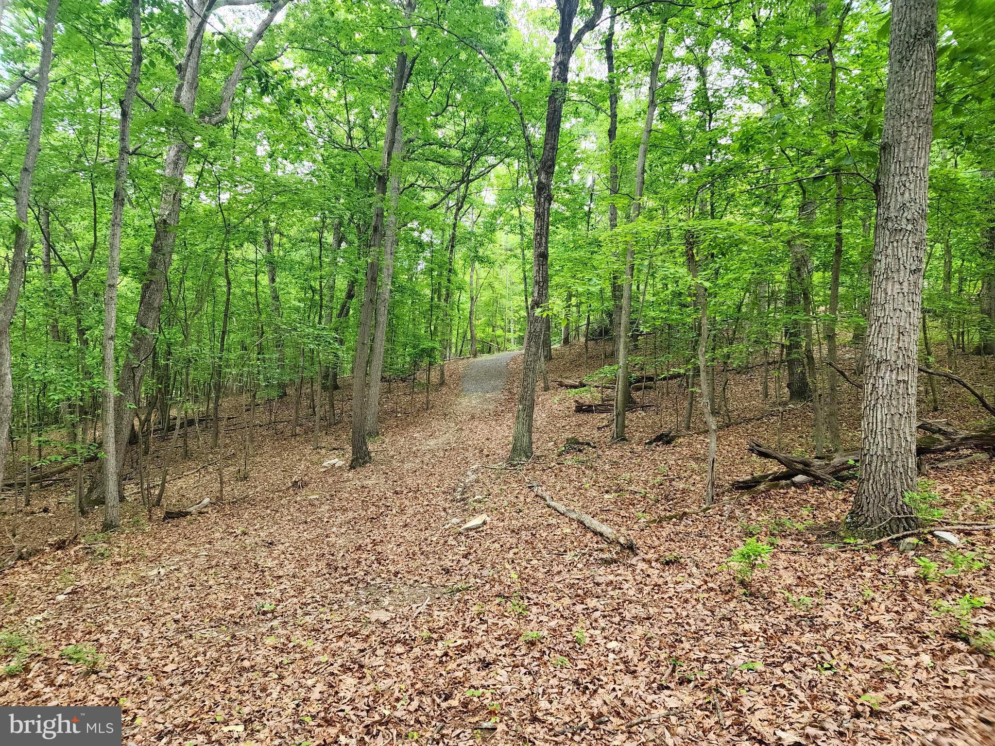 Lot 65 Brandy Road Front Royal, VA 22630 - Photo 11 of 21 From the clearing heading up drive