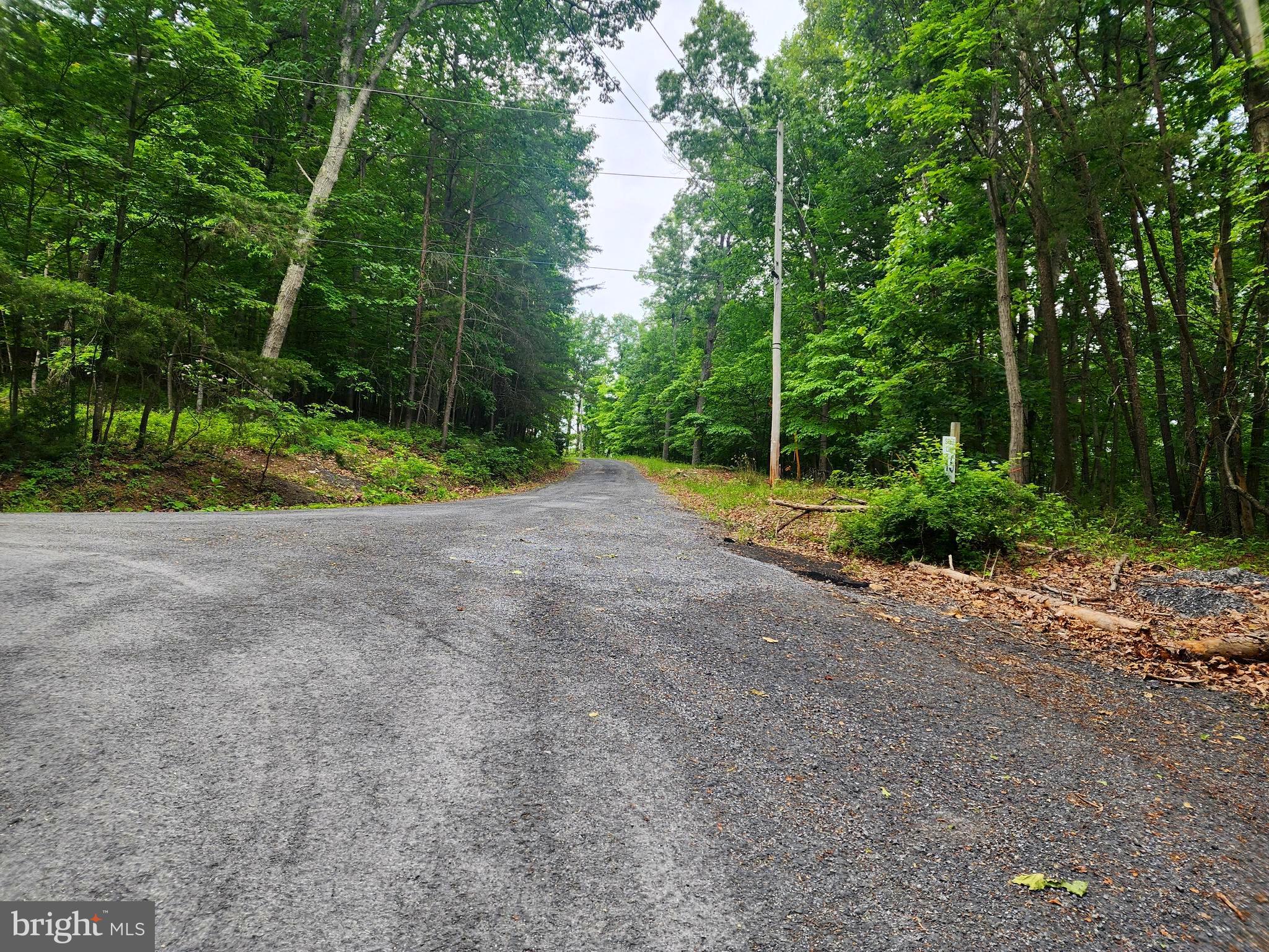 Brandy Road showing a tree lined road