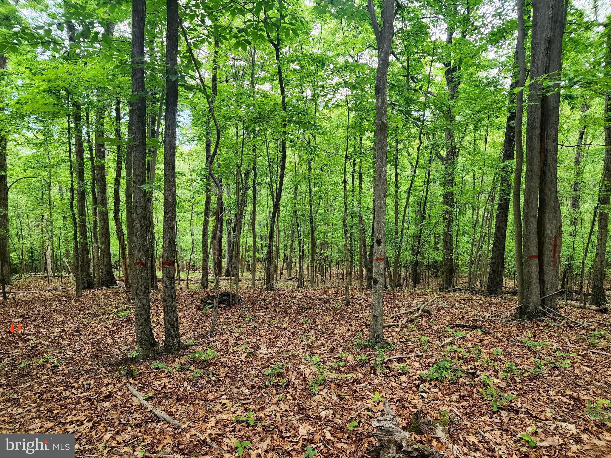 Lot 65 Brandy Road Front Royal, VA 22630 - Photo 9 of 21 Trees marked for location of drain field
