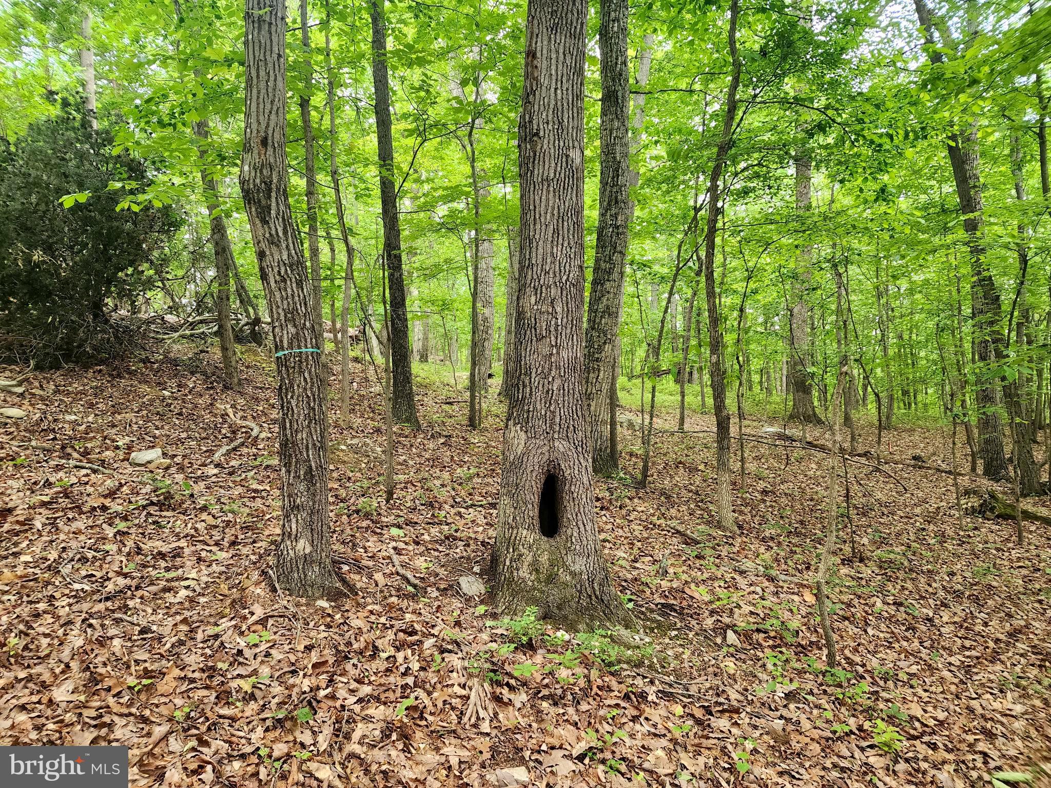 Lot 65 Brandy Road Front Royal, VA 22630 - Photo 10 of 21 Old and wise trees surround