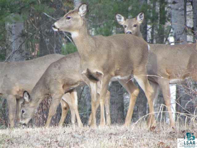 Xxxx Loveland Road Brule, WI 54820 - Photo 4 of 17 Gallery Image 4