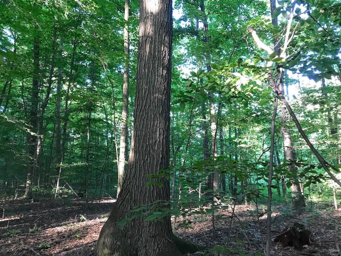 0 State Road Northwest Warren, OH 44481 - Photo 24 of 43 Gallery Image 24