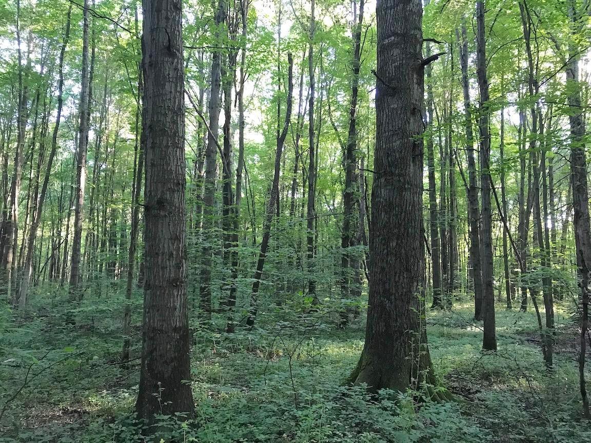 0 State Road Northwest Warren, OH 44481 - Photo 27 of 43 Gallery Image 27