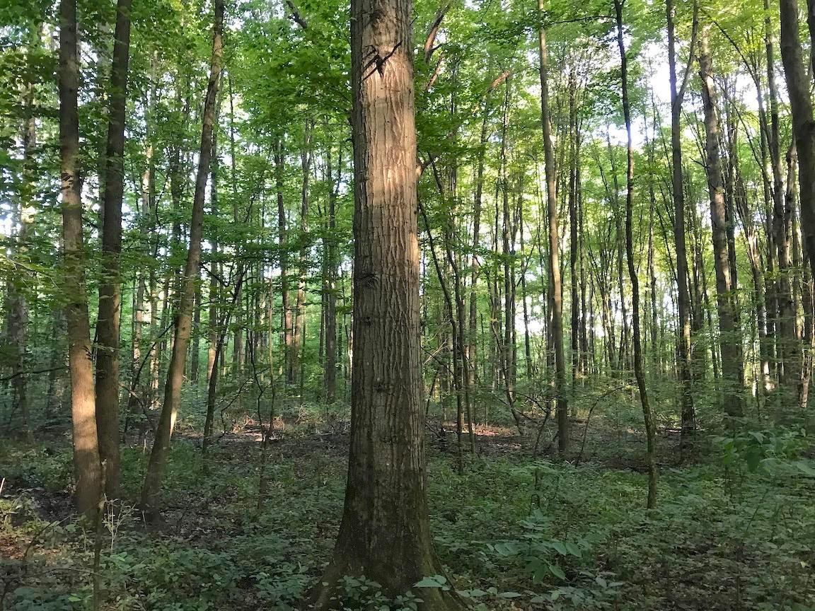 0 State Road Northwest Warren, OH 44481 - Photo 28 of 43 Gallery Image 28
