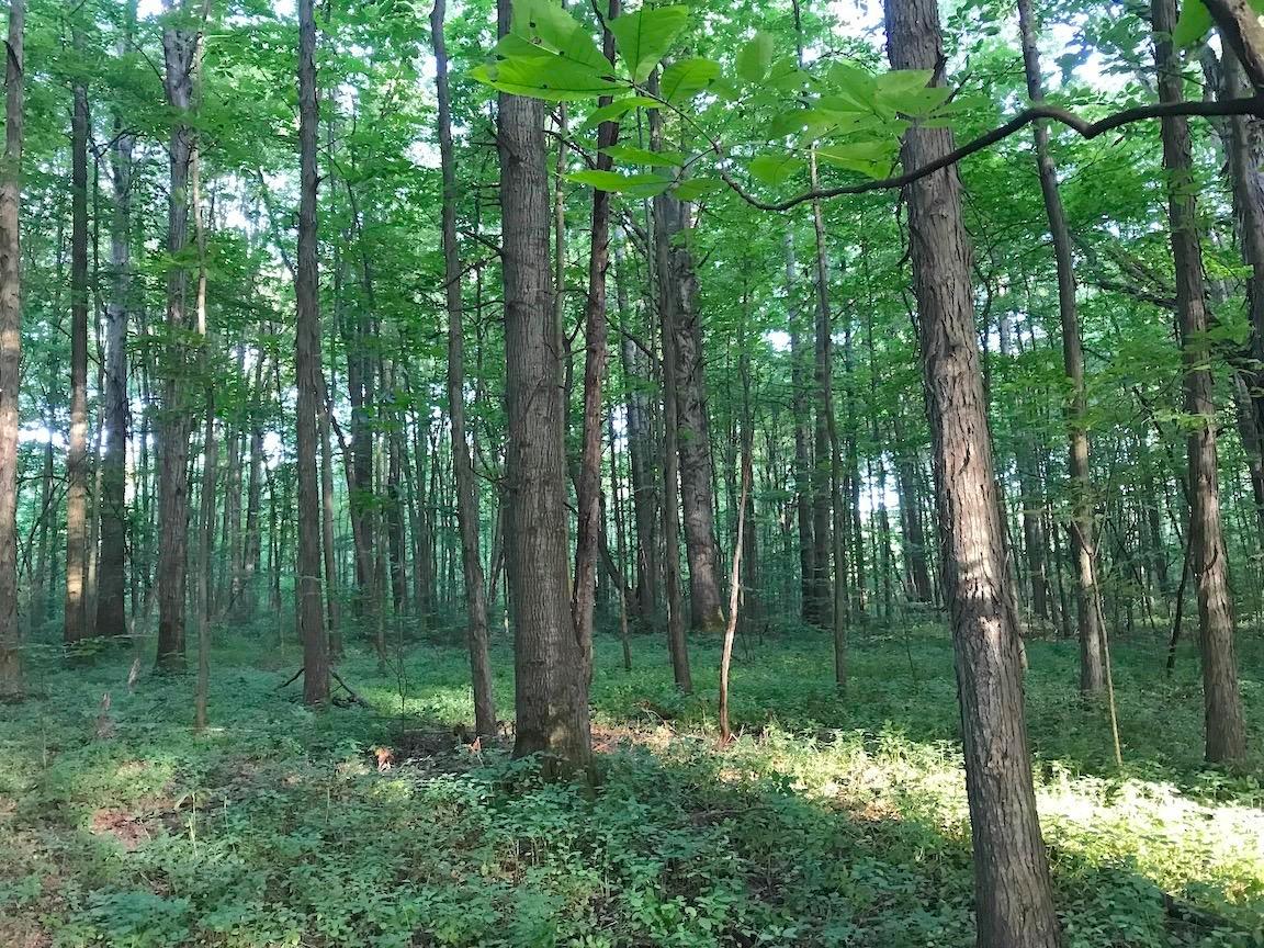 0 State Road Northwest Warren, OH 44481 - Photo 10 of 43 Gallery Image 10