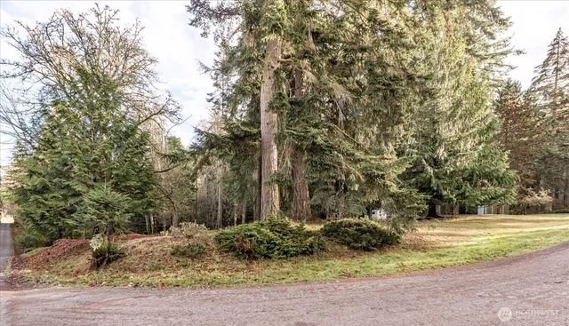 a view of a yard with large trees