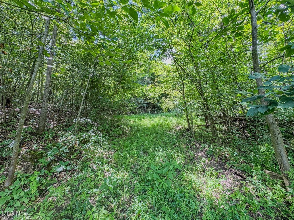 0 Mill St Road Quaker City, OH 43773 - Photo 5 of 23 View of tree filled area