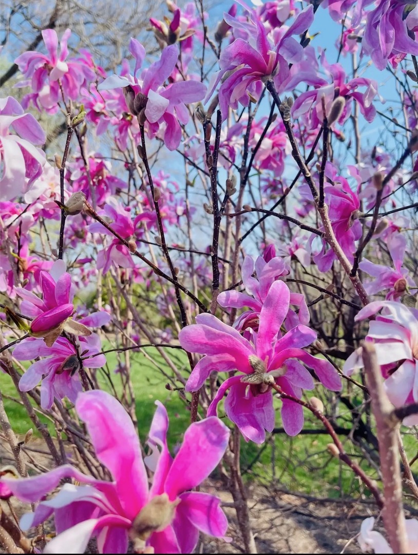 635 Signal Hill Road North Barrington, IL 60010 - Photo 63 of 68