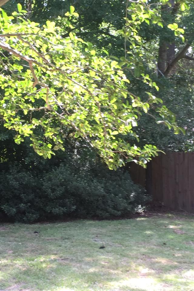 838 Bowman Road Mount Pleasant, SC 29464 - Photo 28 of 32 2015-06-23 14.34.33