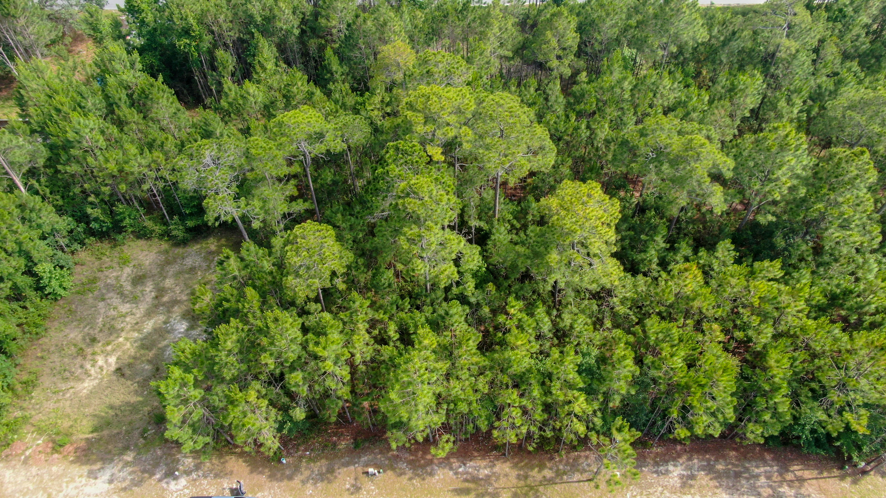 Lot #4 Preston Path Santa Rosa Beach, FL 32459 - Photo 4 of 14 a view of a forest with a tree
