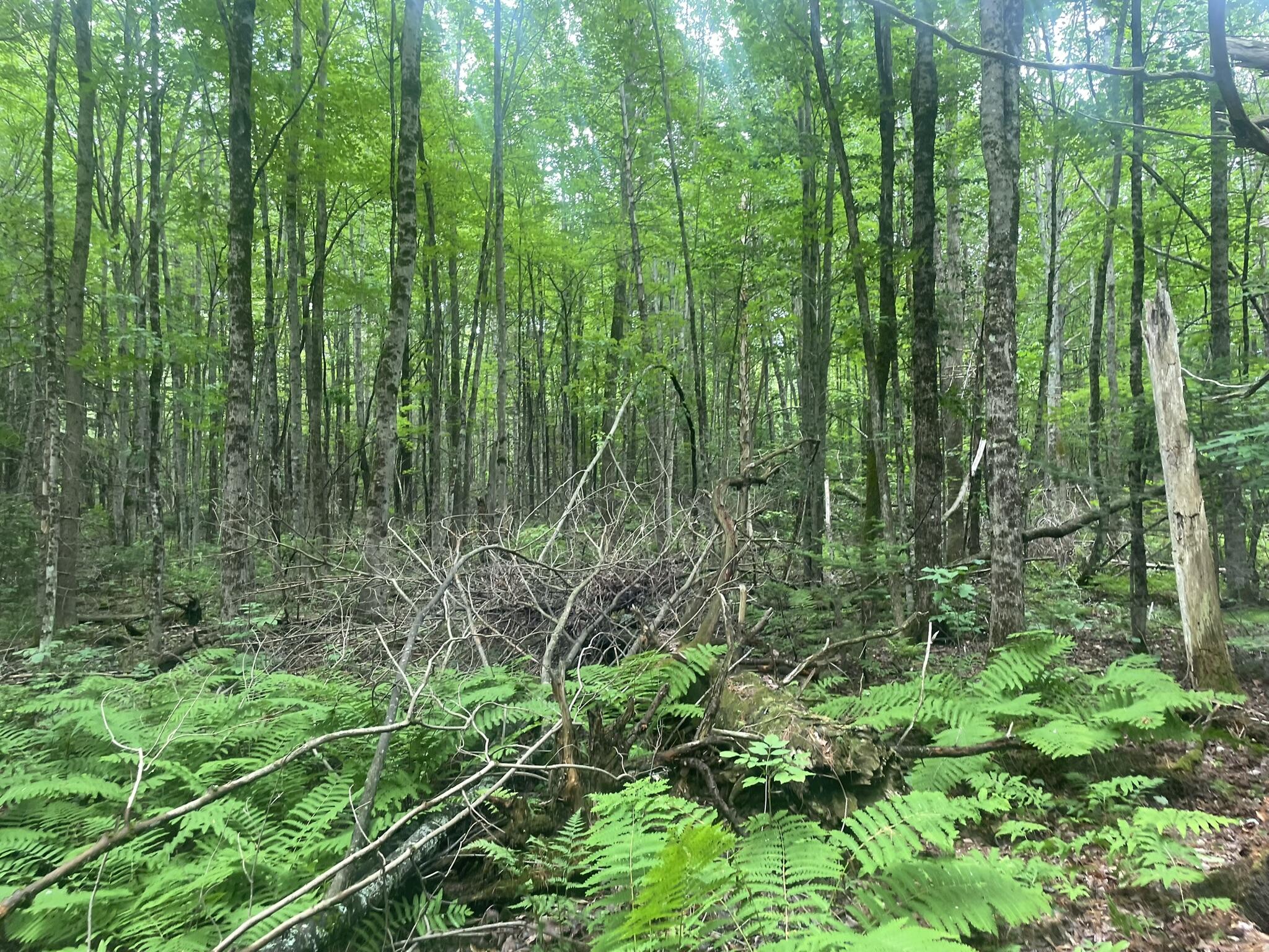 1075 Hill Road Clinton, ME 04927 - Photo 96 of 172 IMG_6194