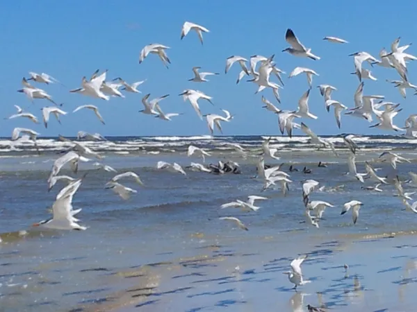 $795,000 | 1753 Castile Street, St. Augustine, FL 32080